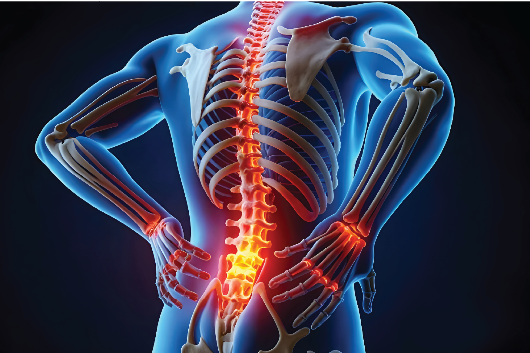 Spinal cord