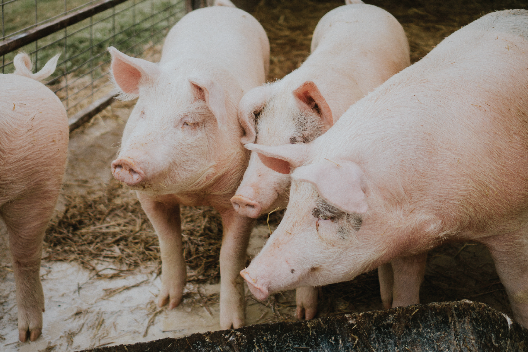 Pigs like these provide us with heparin